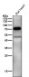 Anti-TRIM25 Monoclonal Antibody